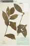 Brunfelsia martiana image
