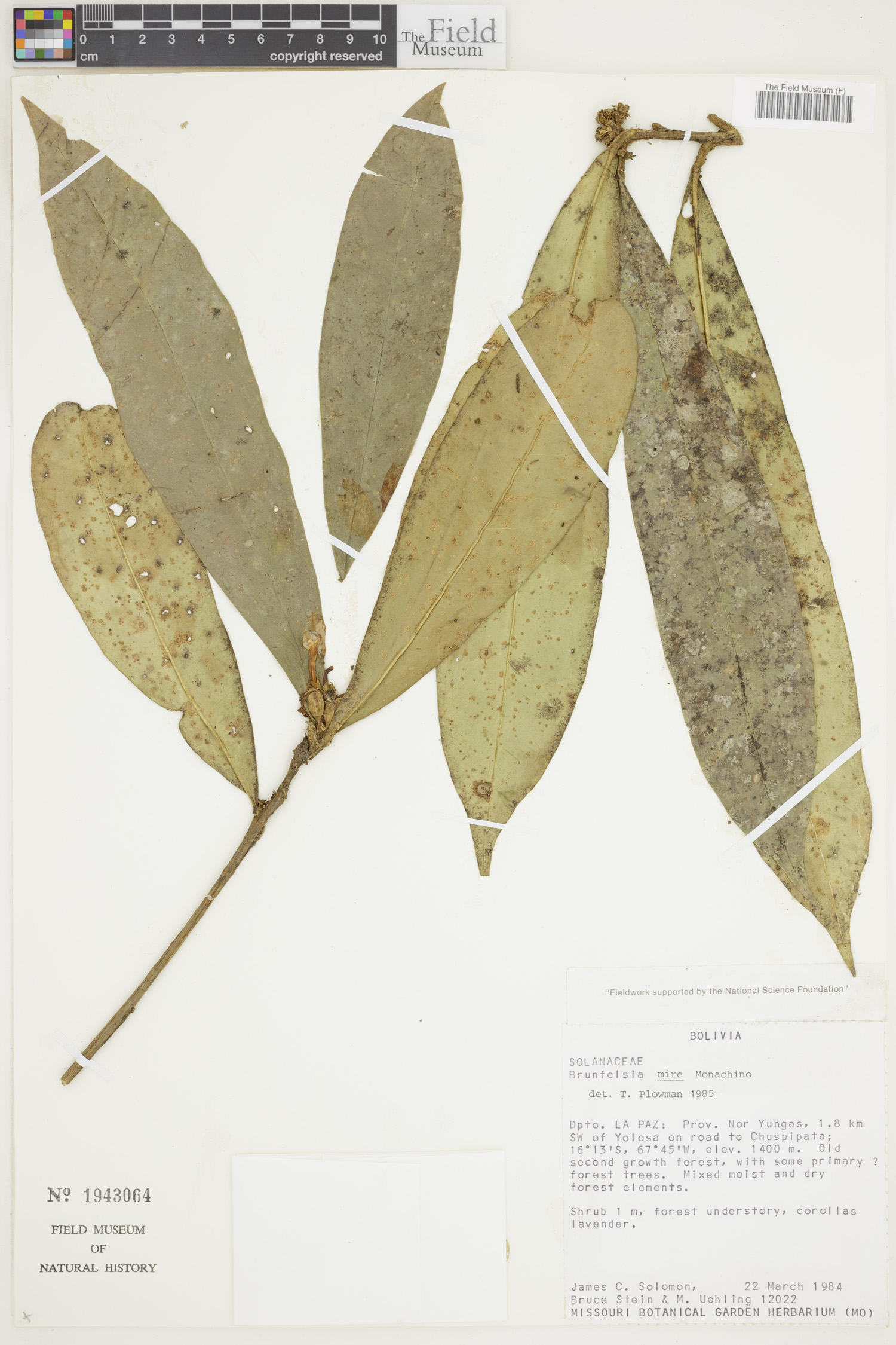 Brunfelsia mire image