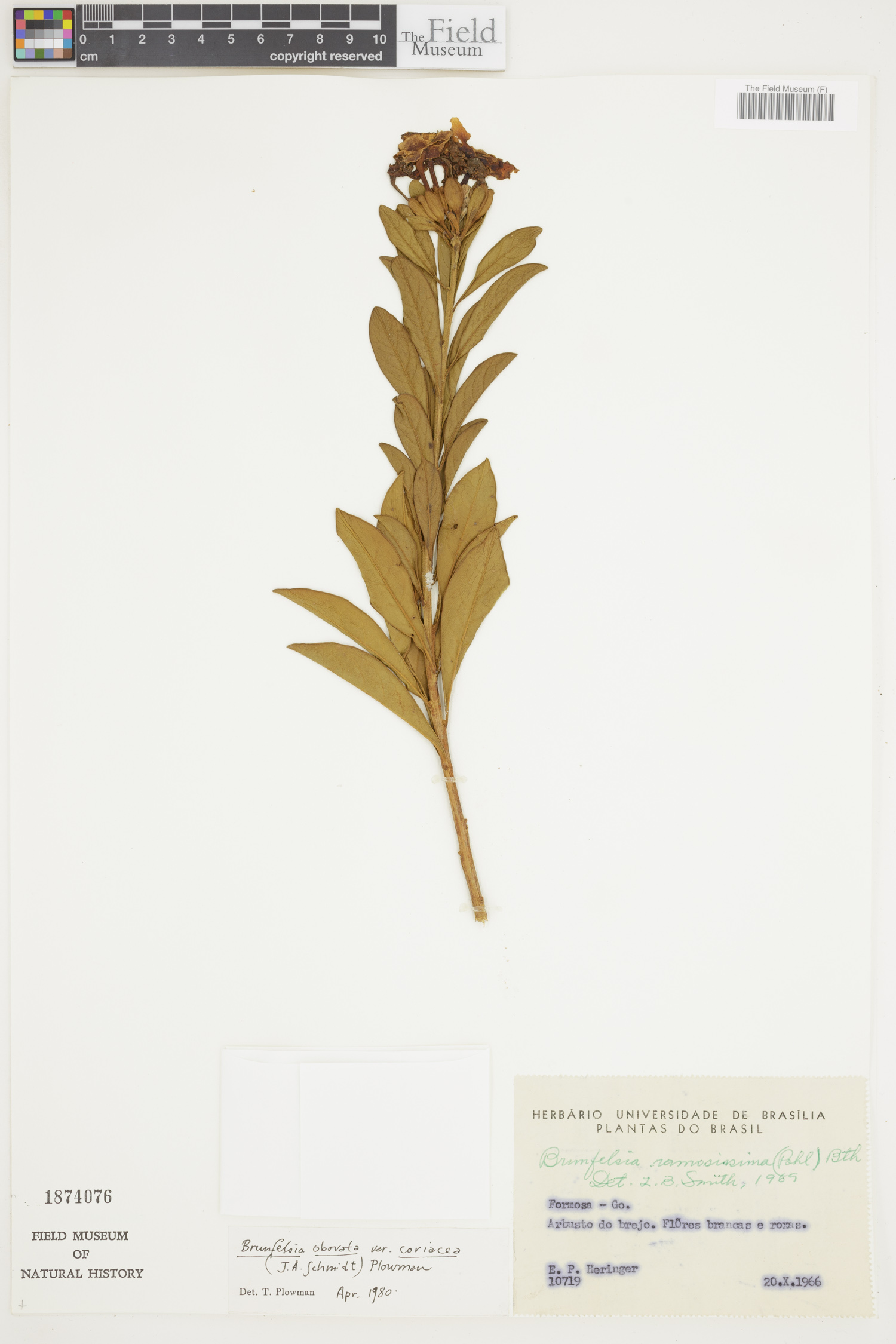 Brunfelsia obovata var. coriacea image