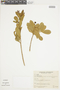 Brunfelsia obovata var. coriacea image