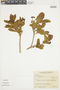 Brunfelsia obovata image
