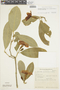 Brunfelsia pauciflora image