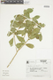 Brunfelsia pilosa image