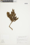 Brunfelsia rupestris image