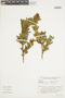 Brunfelsia rupestris image