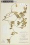 Brunfelsia uniflora image