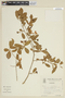 Brunfelsia uniflora image