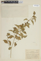 Cestrum alternifolium image