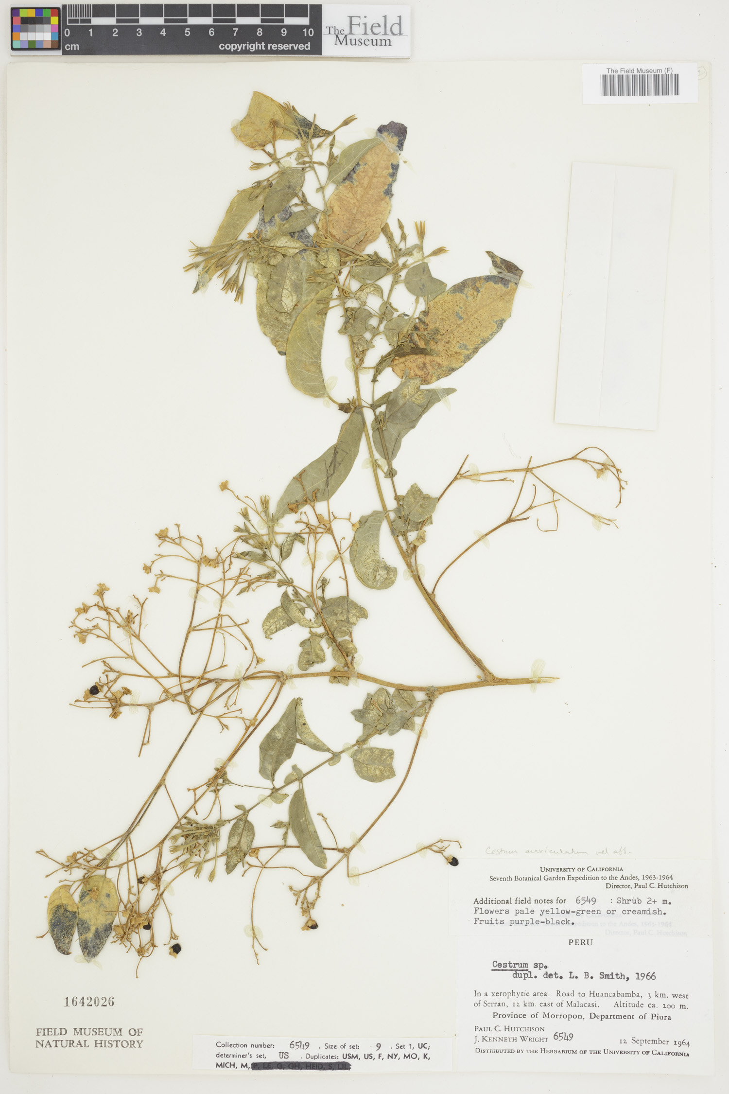 Cestrum auriculatum image