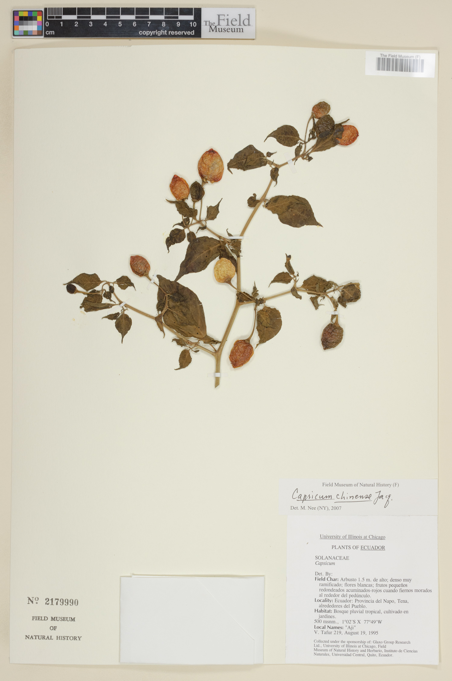 Capsicum chinense image