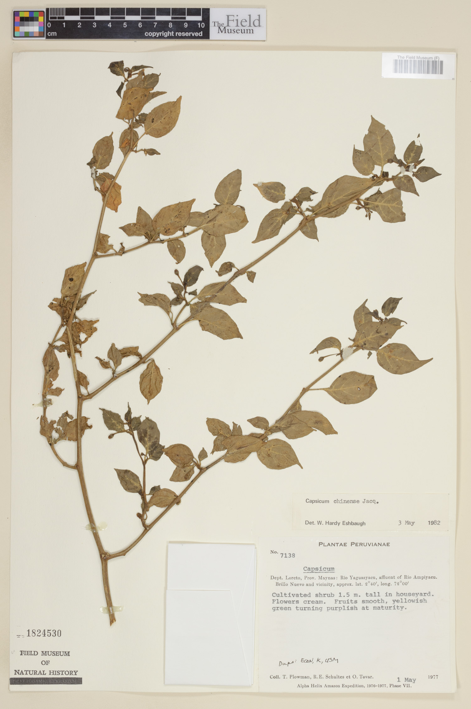 Capsicum chinense image