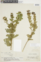 Cestrum buxifolium image