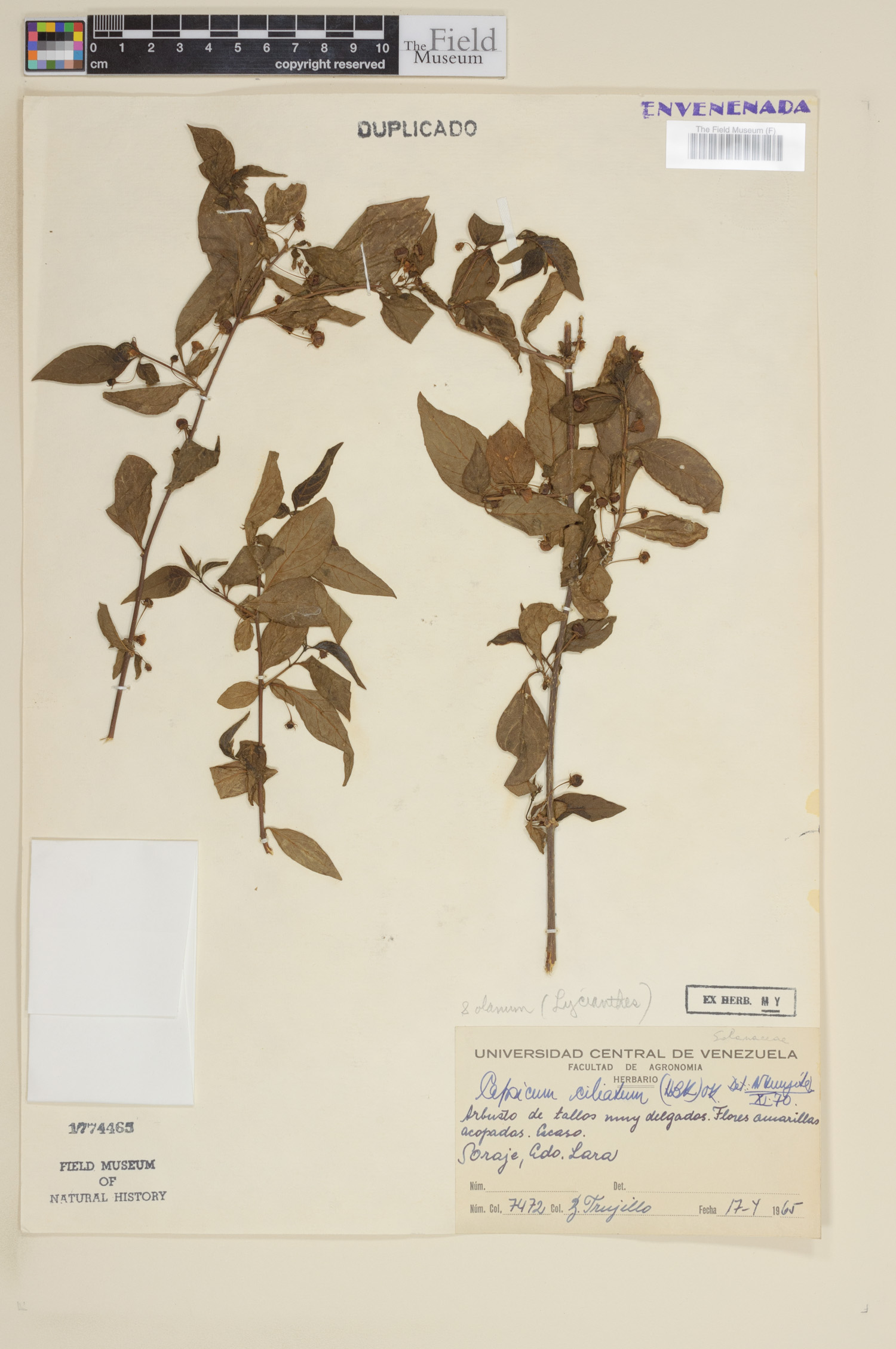 Capsicum ciliatum image