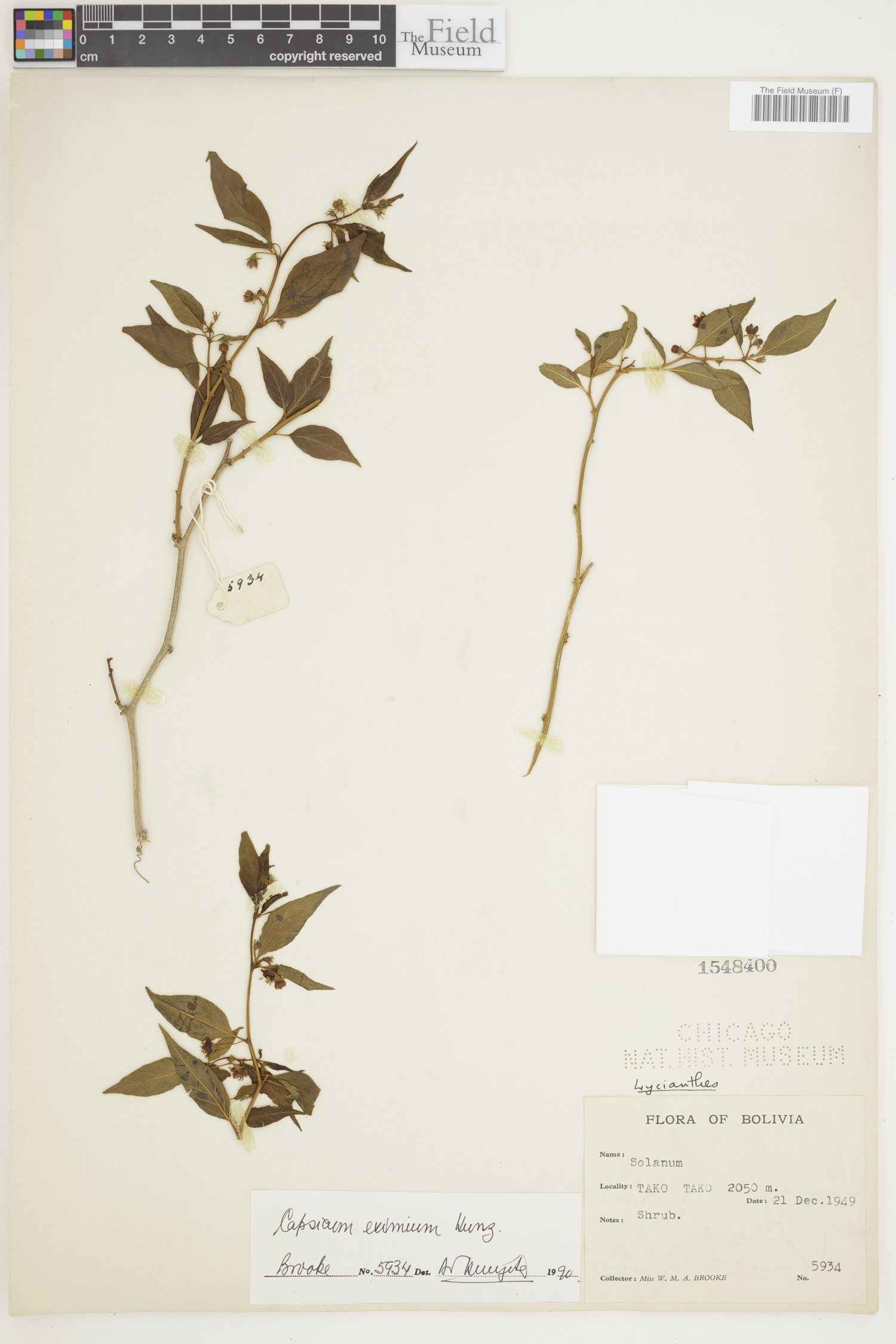 Capsicum eximium image