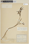 Capsicum geminifolium image