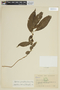 Capsicum geminifolium image
