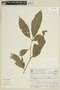 Aureliana fasciculata image