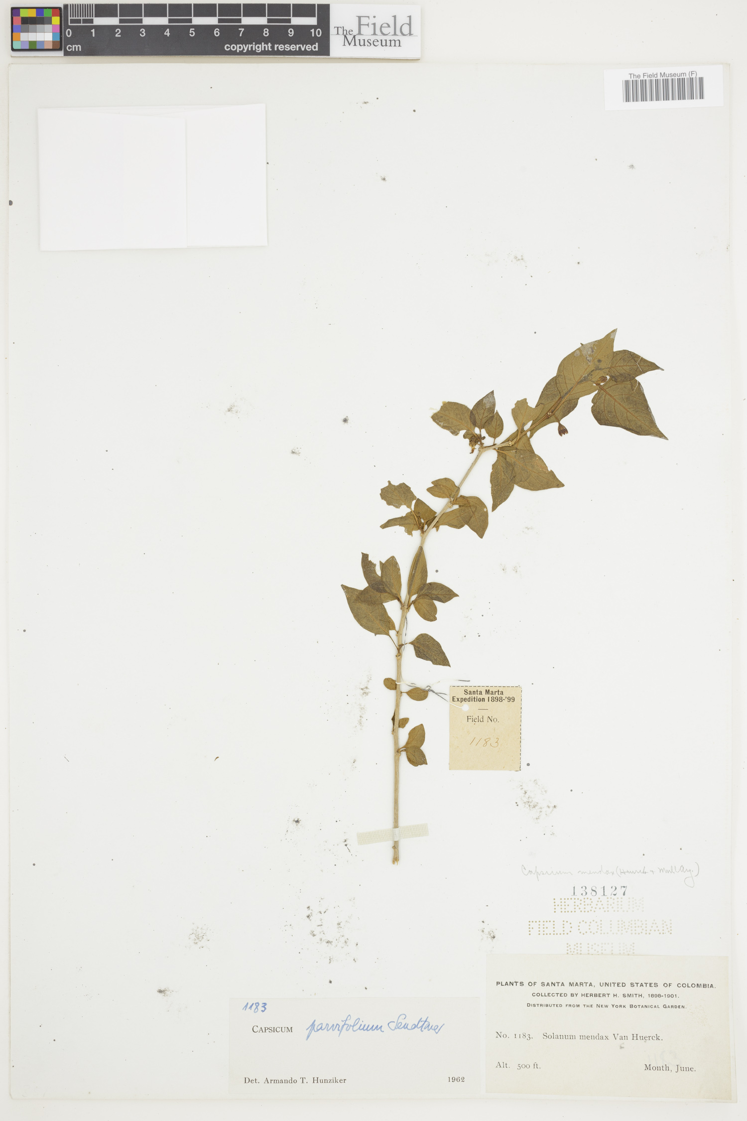 Capsicum parvifolium image