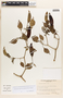 Capsicum baccatum var. pendulum image