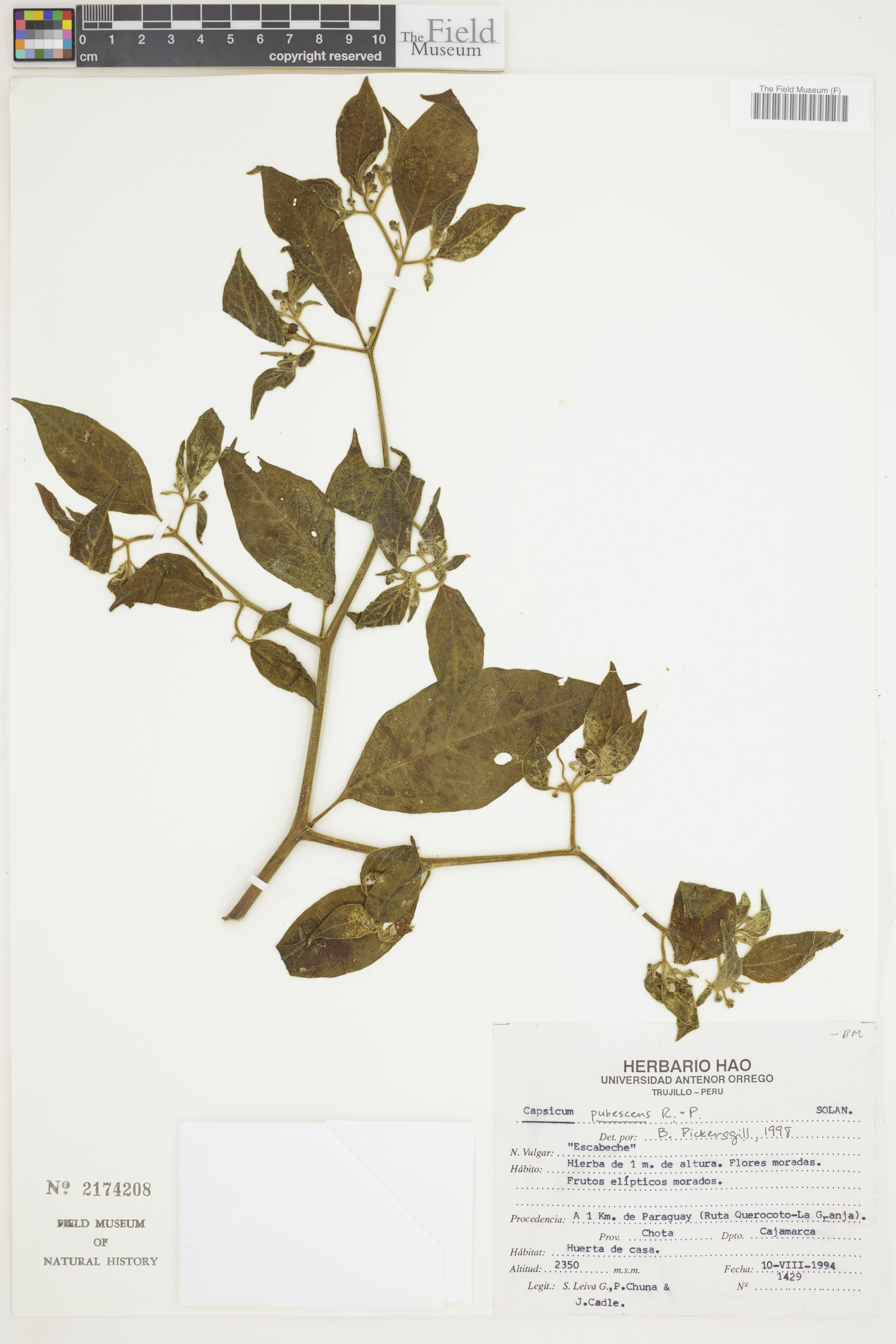Capsicum pubescens image