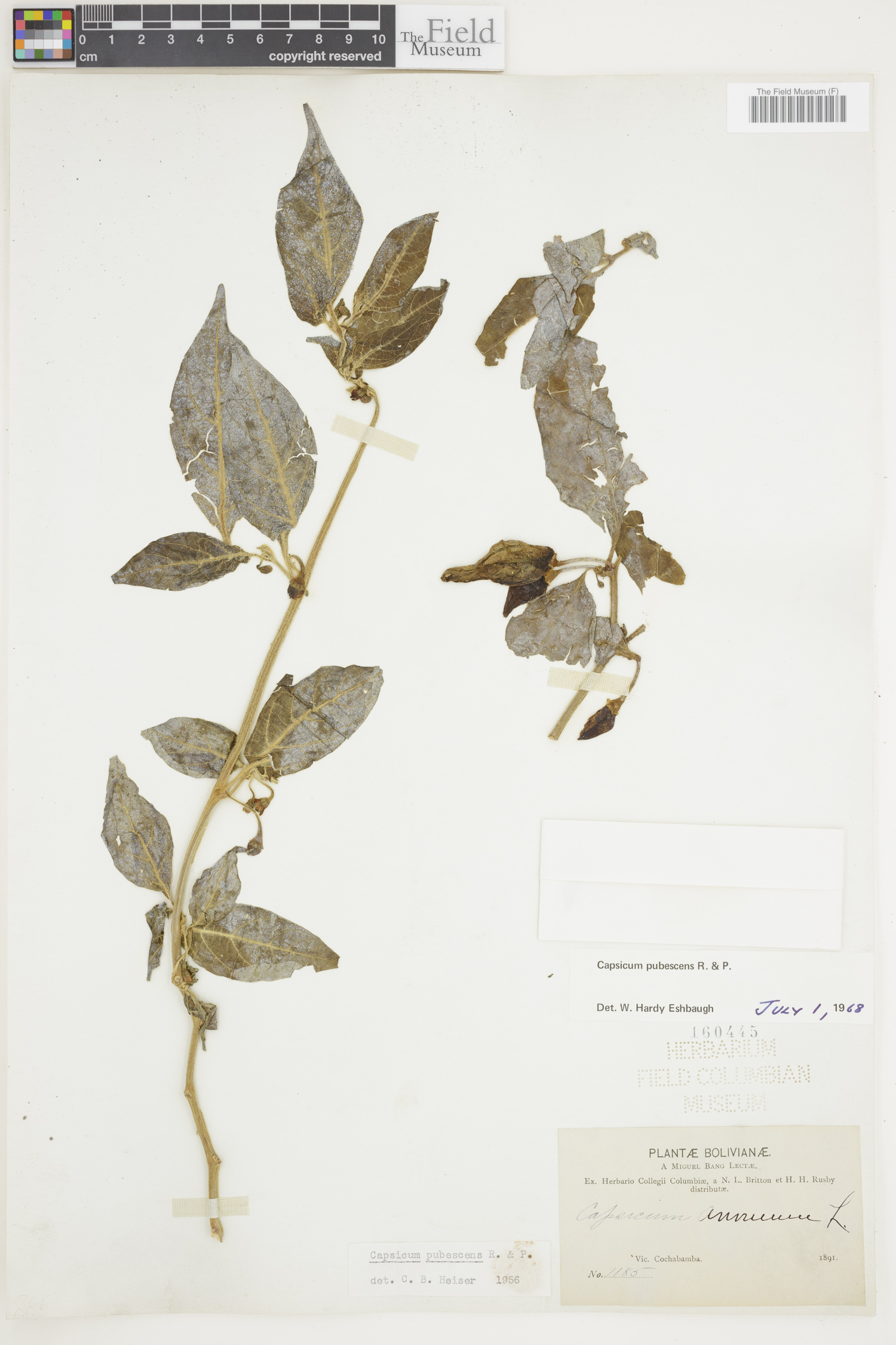 Capsicum pubescens image