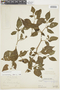 Capsicum pubescens image