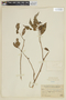 Capsicum scolnikianum image