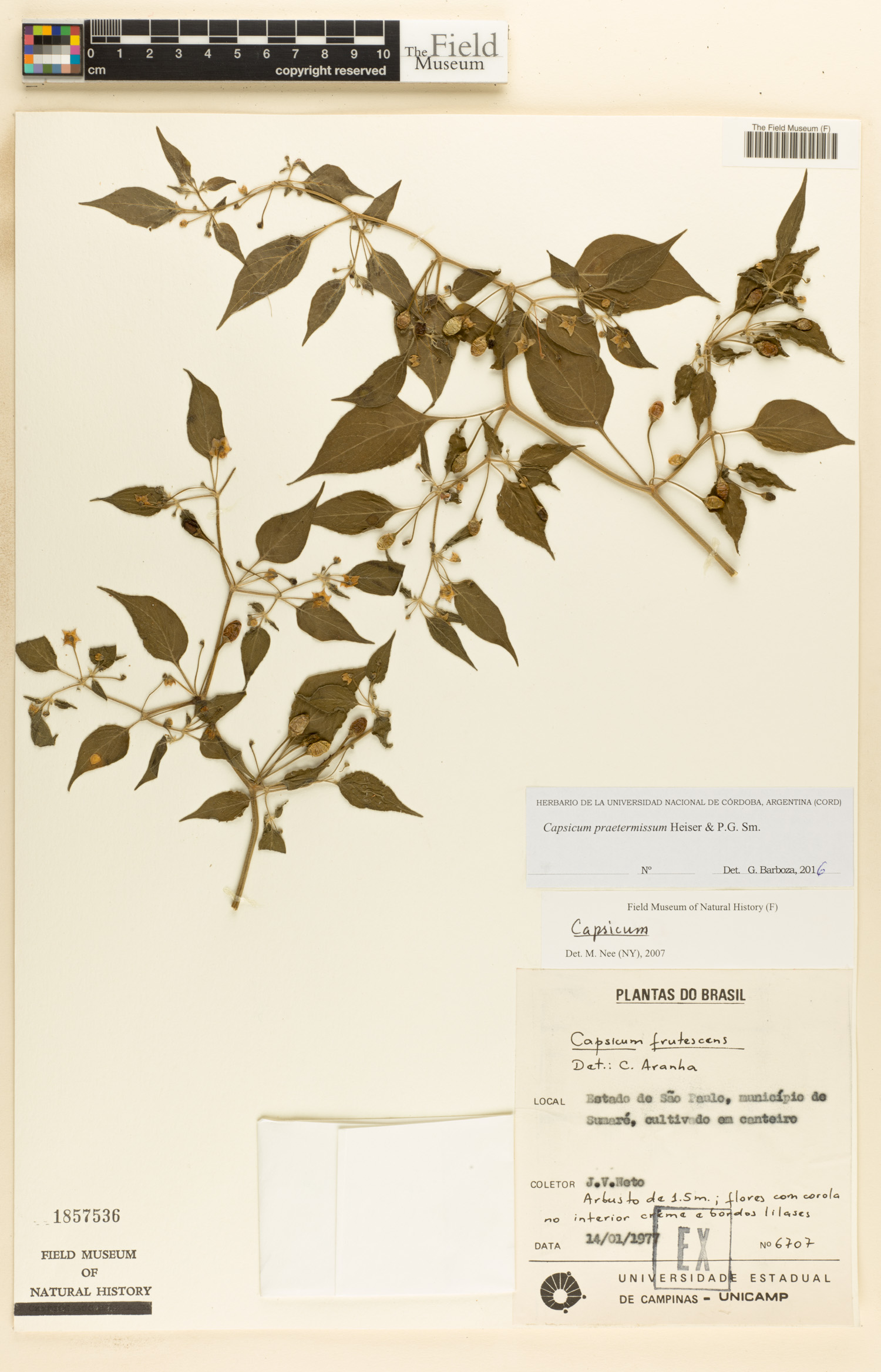 Capsicum baccatum var. praetermissum image
