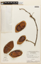 Macrolobium suaveolens var. petiolatum image