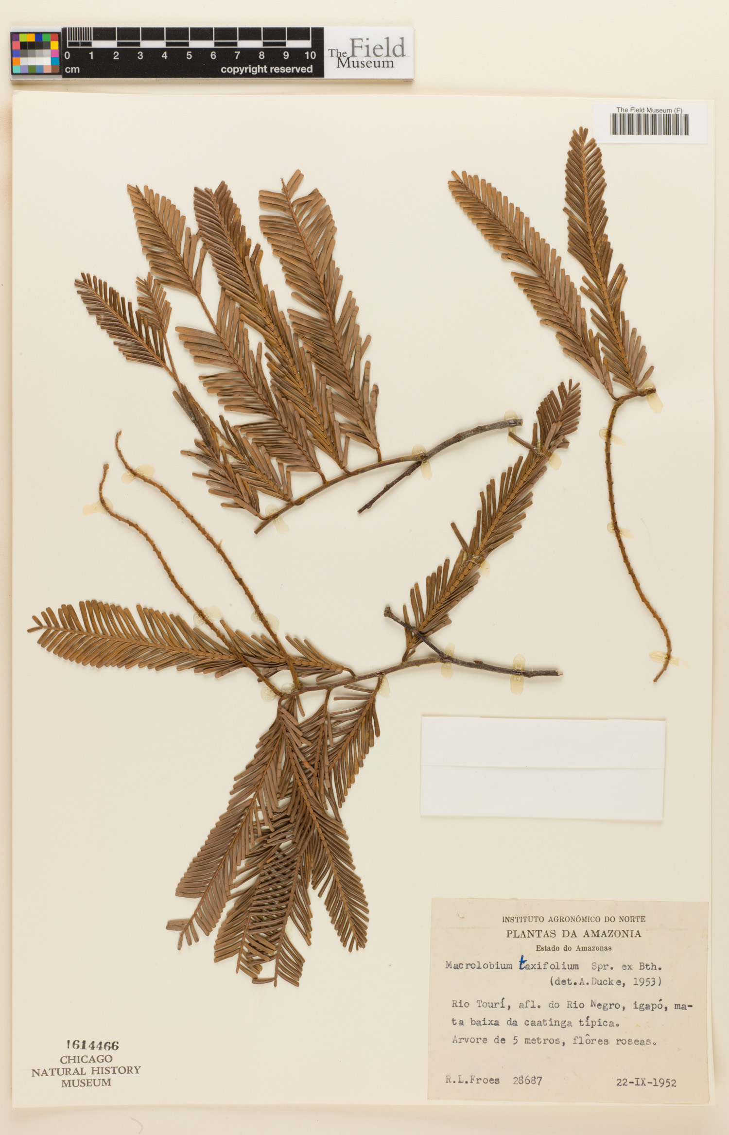 Macrolobium taxifolium image