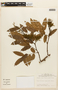 Martiodendron mediterraneum image