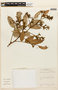 Martiodendron parviflorum image