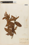 Paloue guianensis image