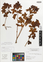 Jatropha ribifolia image