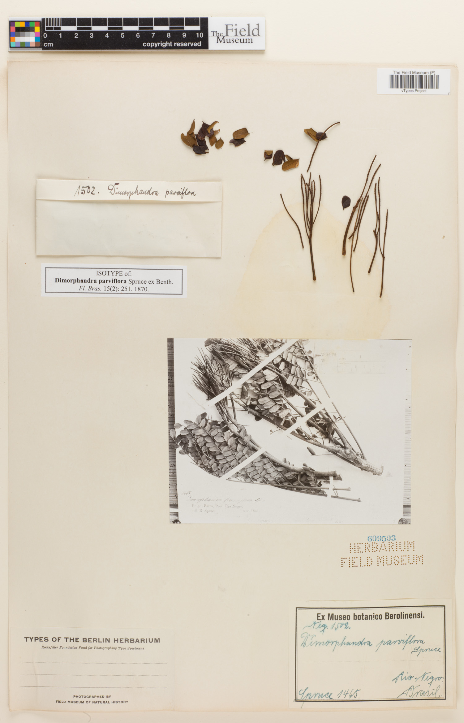 Dimorphandra parviflora image