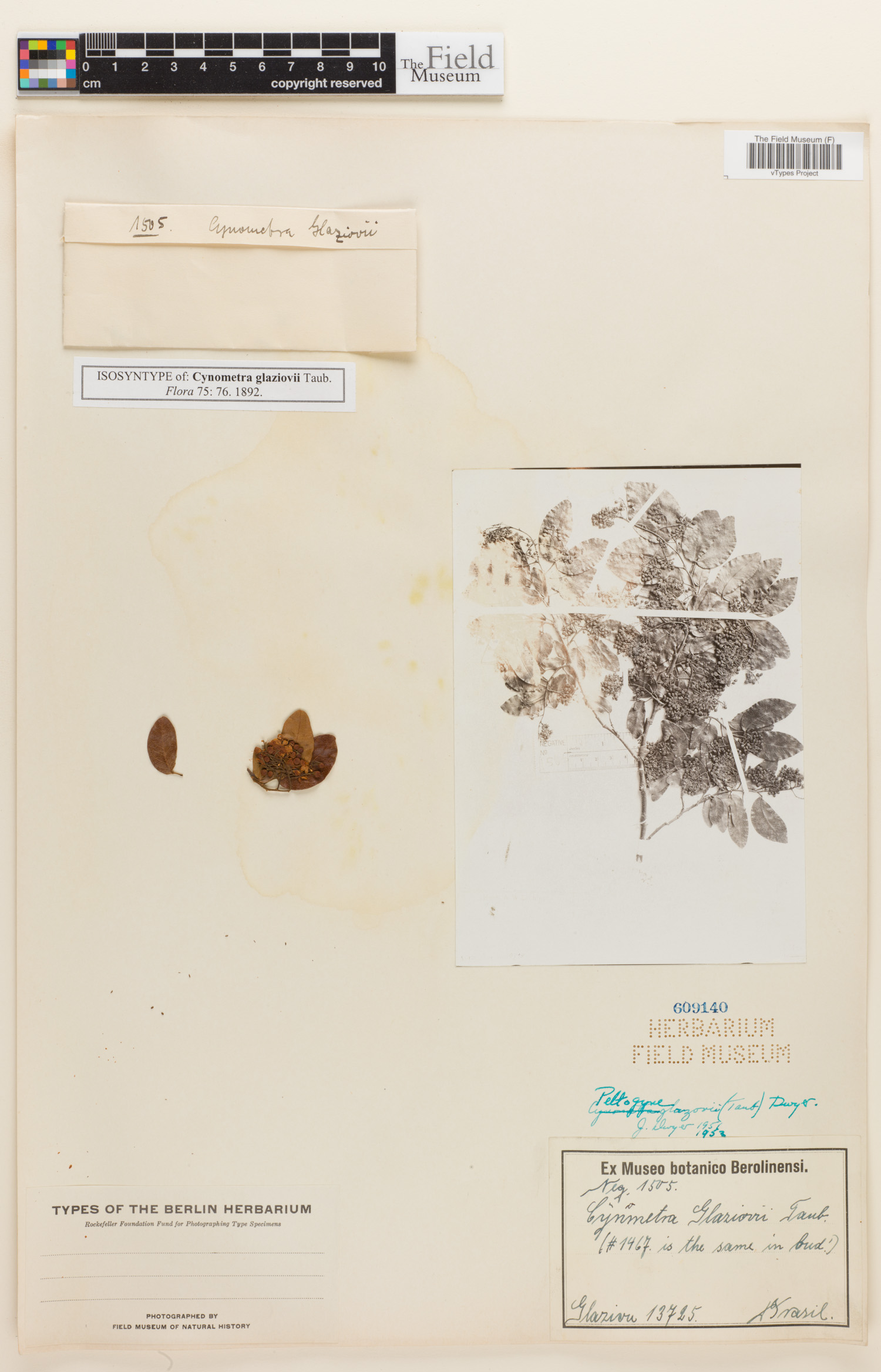 Peltogyne pauciflora image