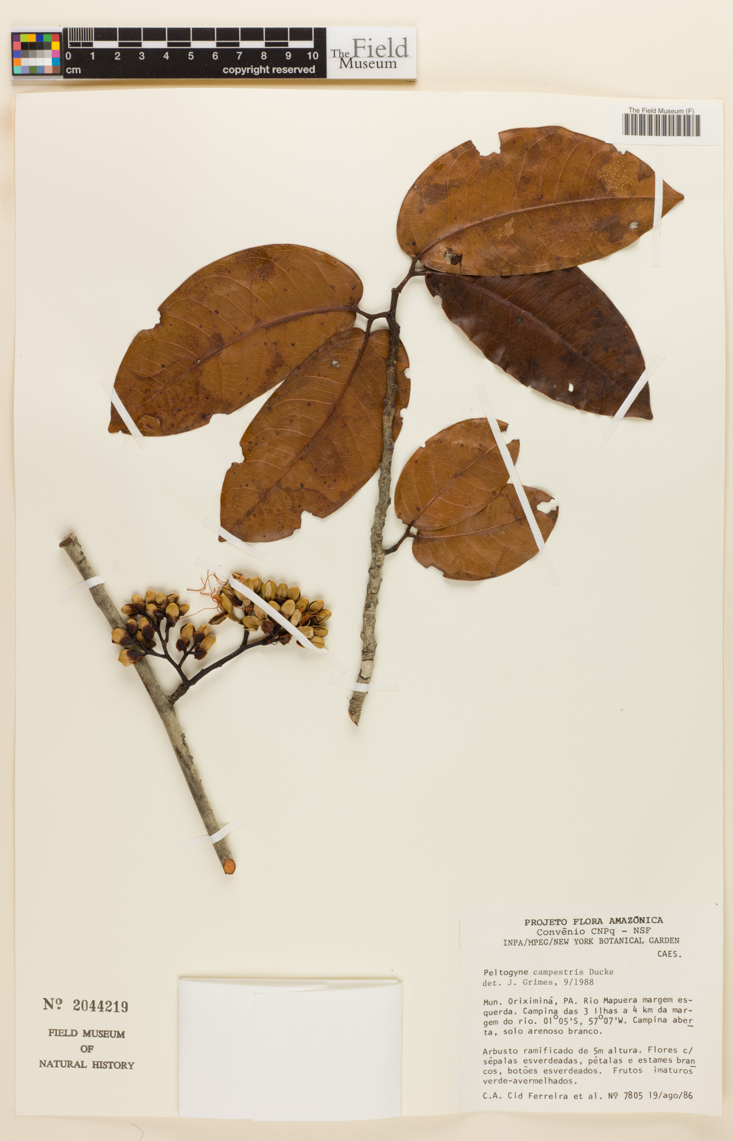 Peltogyne campestris image