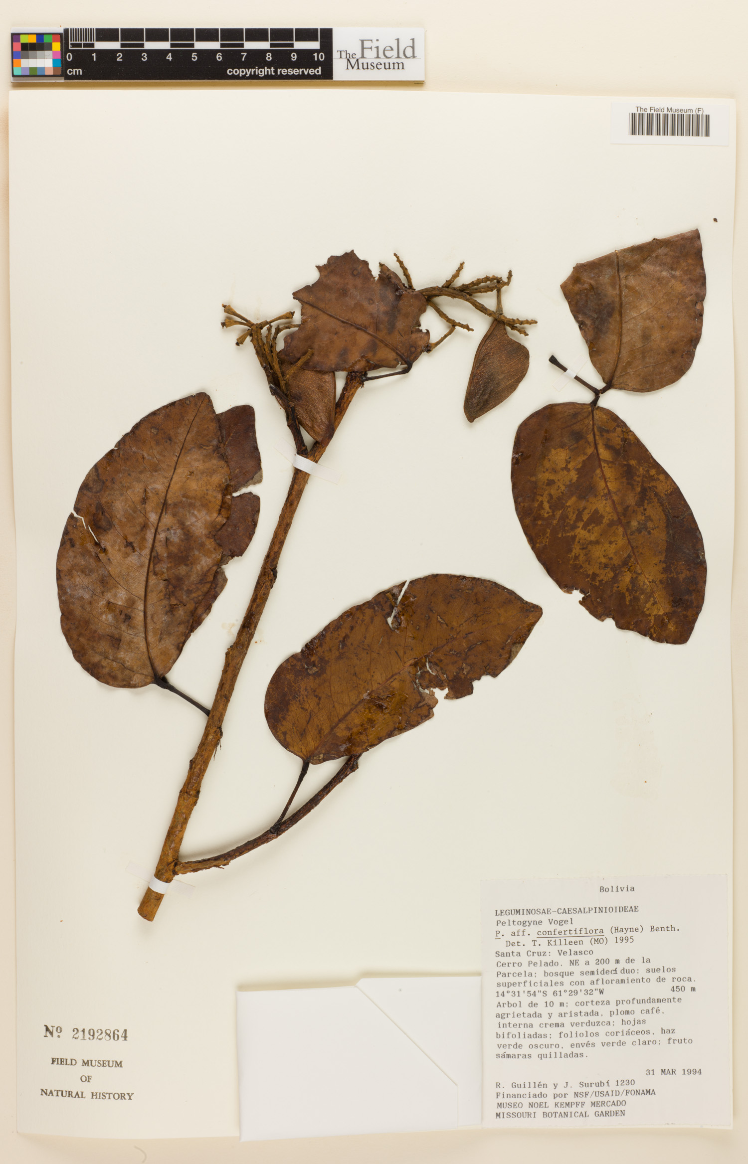 Peltogyne confertiflora image
