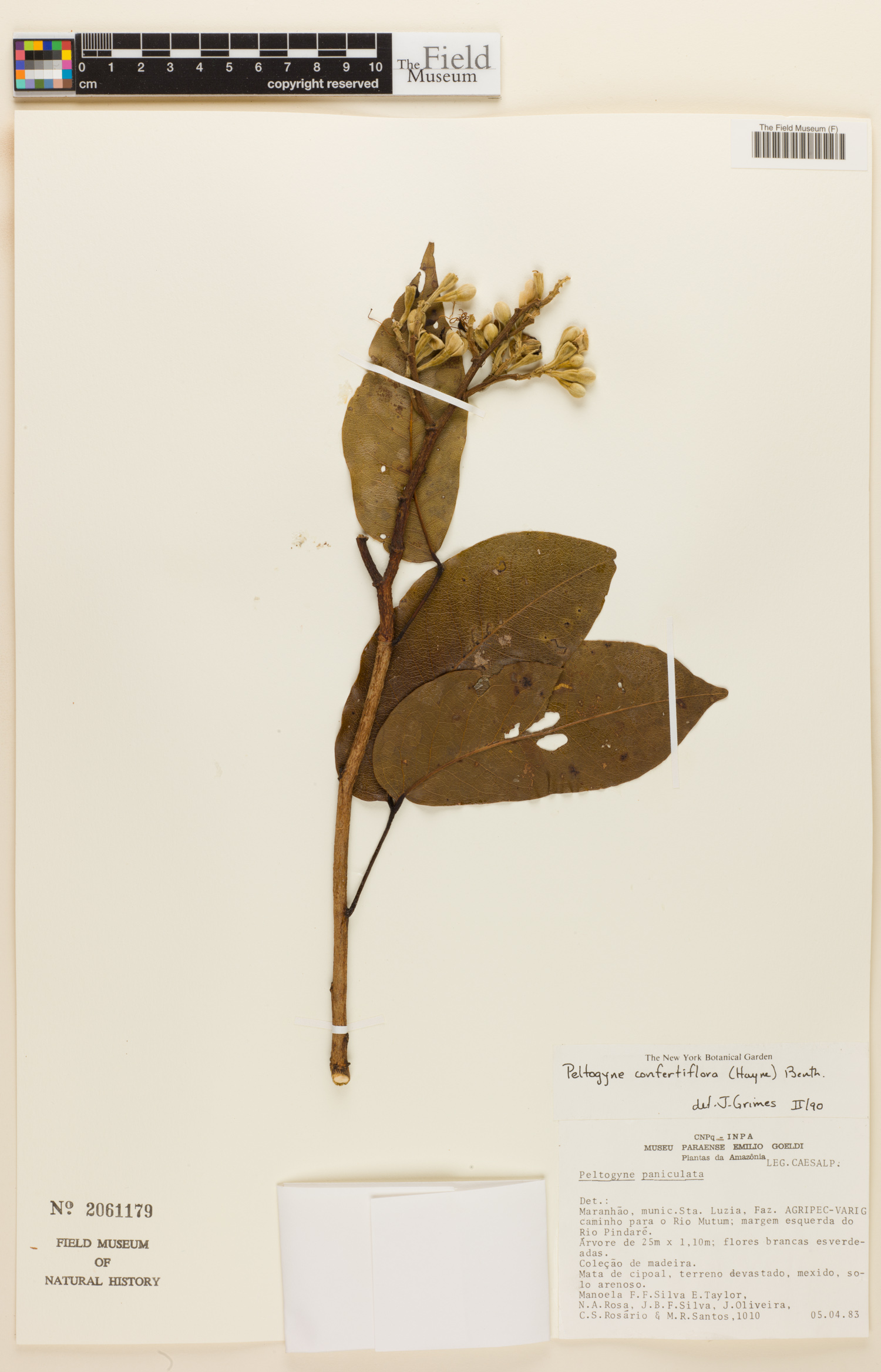 Peltogyne confertiflora image