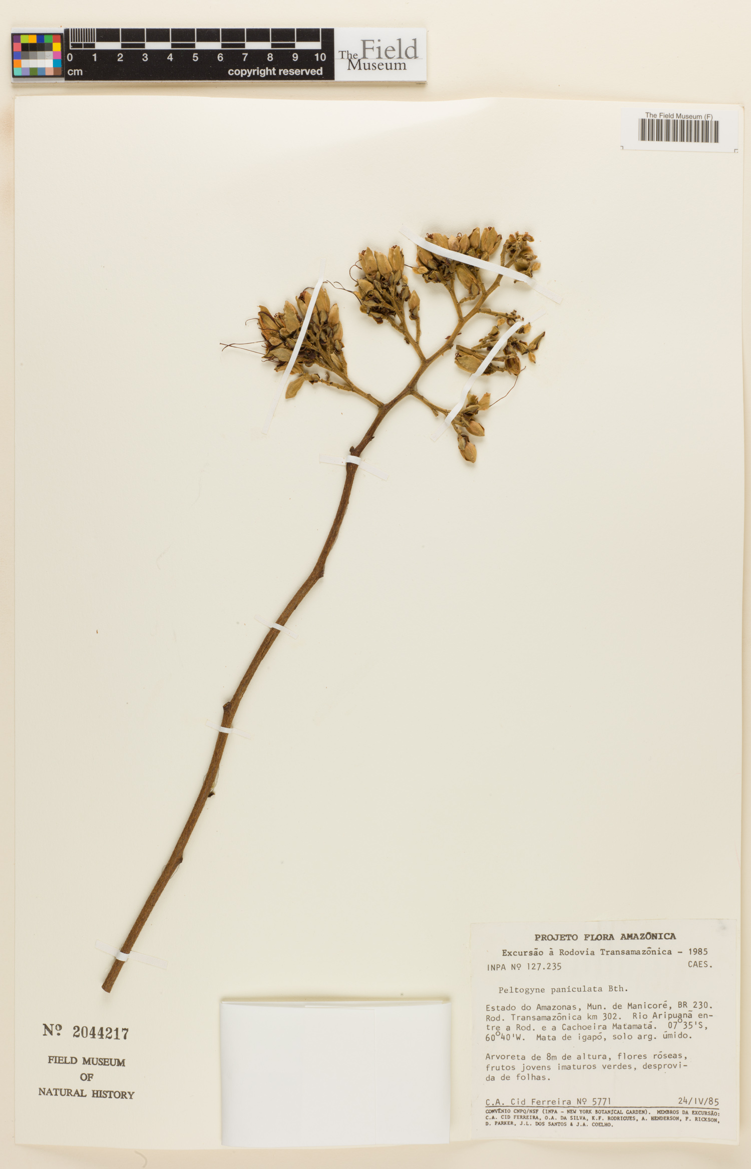 Peltogyne paniculata image