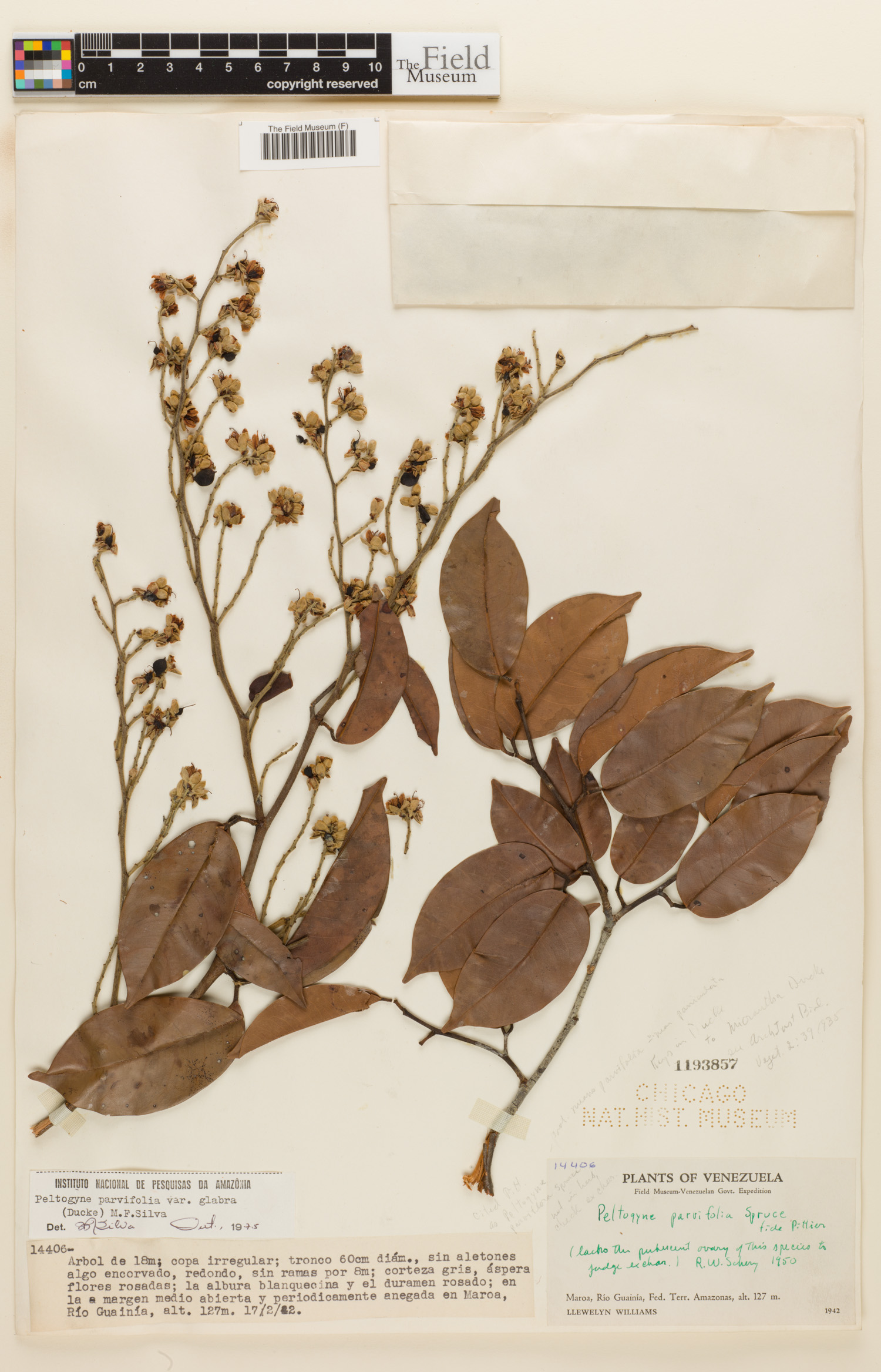 Peltogyne parvifolia var. glabra image