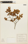 Peltogyne pauciflora image