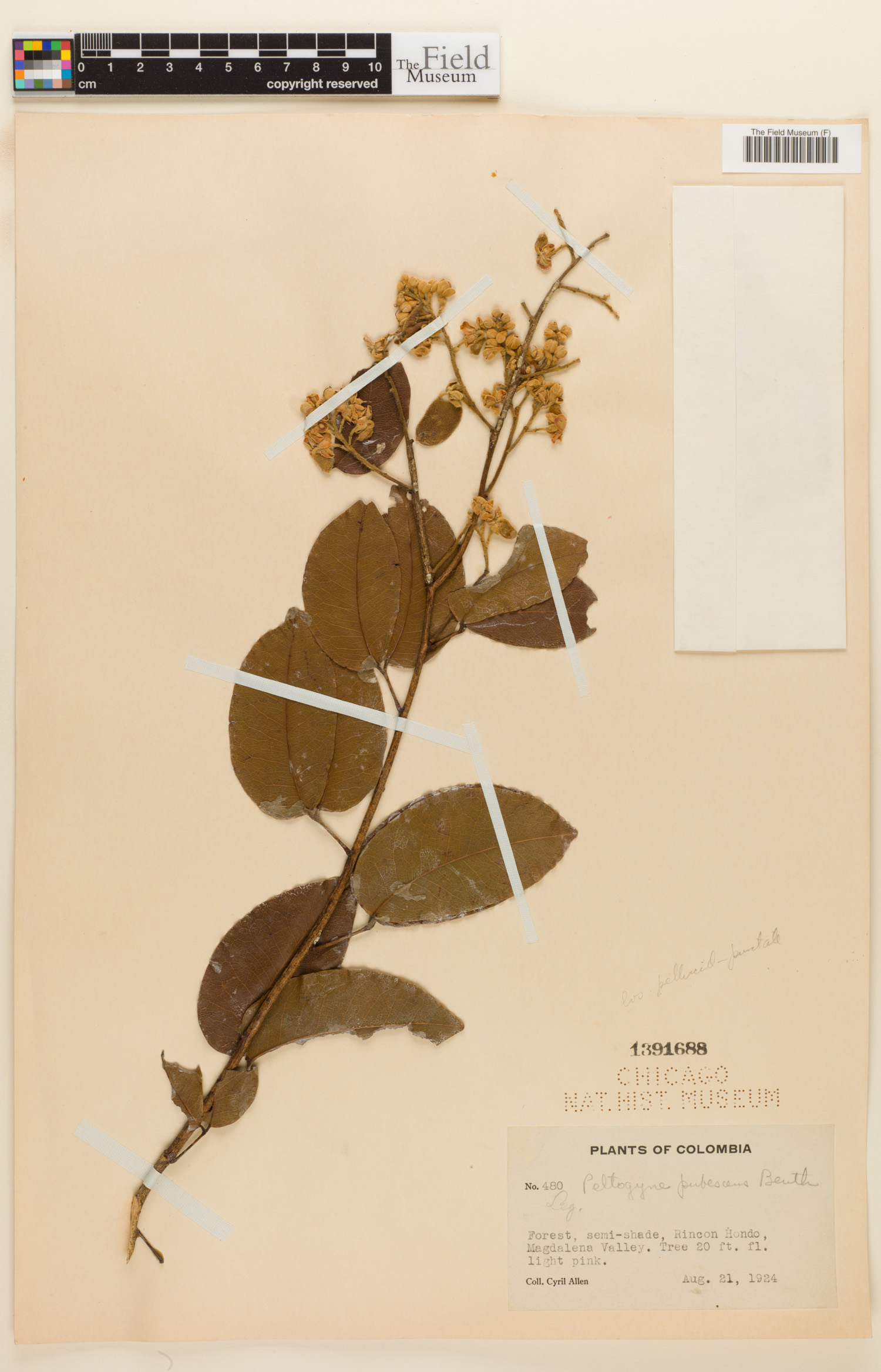 Peltogyne paniculata subsp. pubescens image