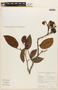 Peltogyne venosa subsp. densiflora image