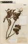 Peltogyne venosa subsp. densiflora image