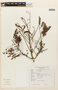 Peltophorum dubium image