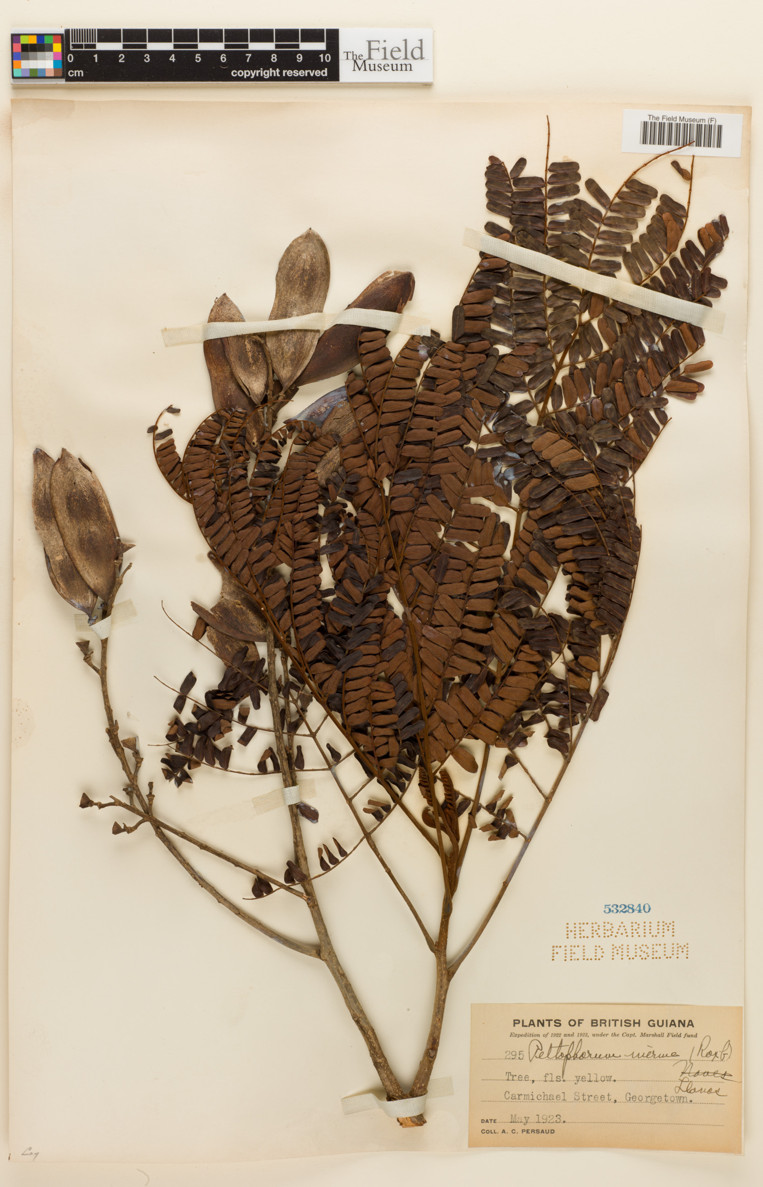 Peltophorum inerme image