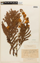 Peltophorum vogelianum image