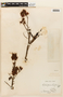Peltophorum vogelianum image