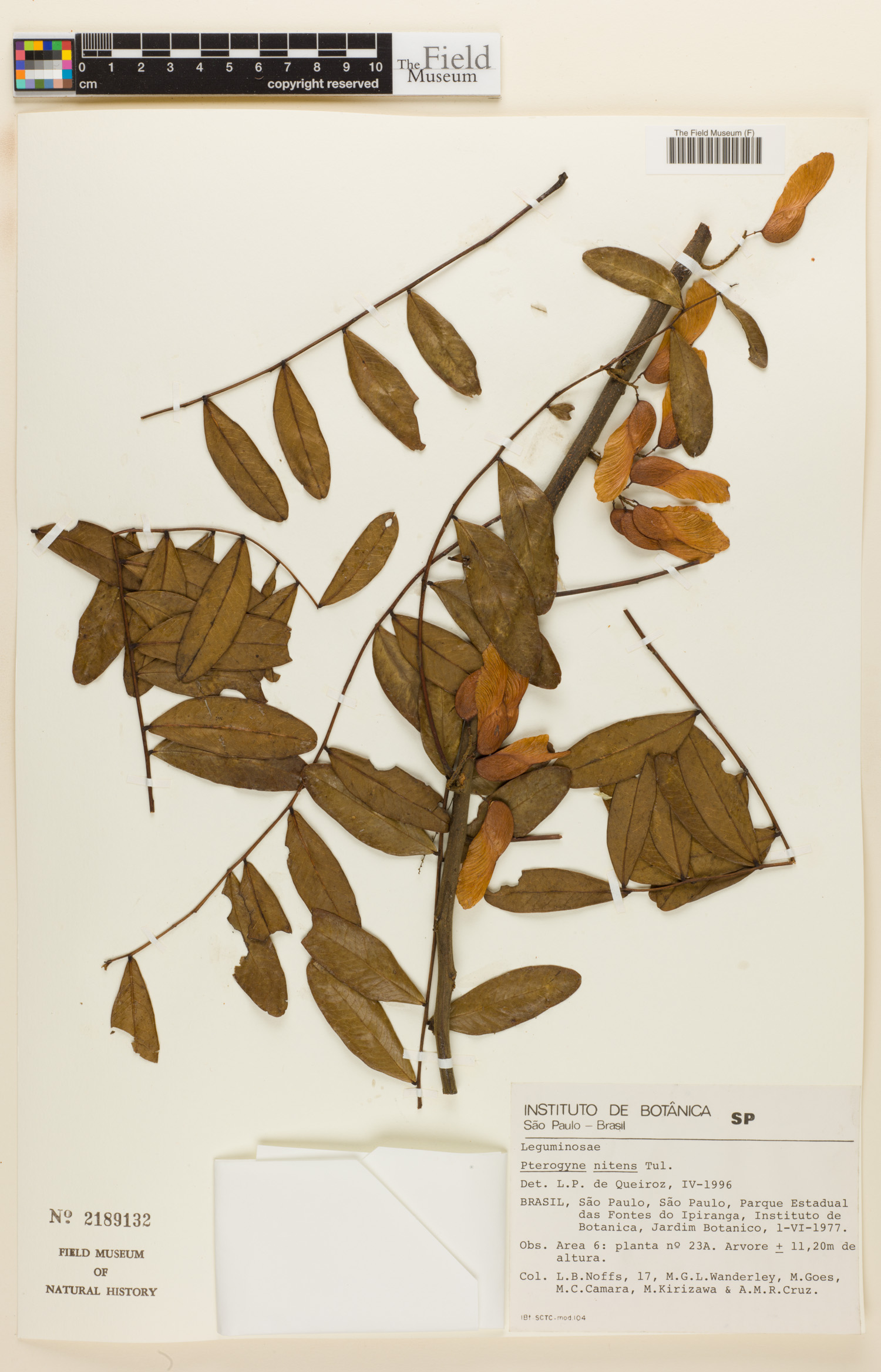 Pterogyne nitens image